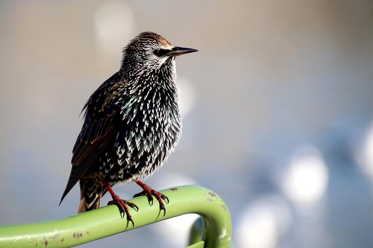 starling, birds, passerines, seen in profile, perched, garden chair, wings green color, feathers, beak, nature, paws, familiar, food, beg, public garden, tuileries garden, paris, france